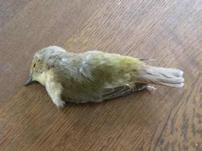 滿名山風水 陽台有死掉的小鳥